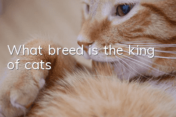 What breed is the king of cats?