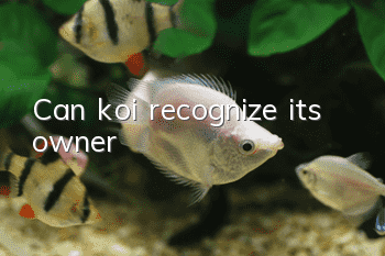 Can koi recognize its owner?