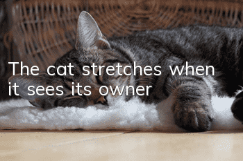 The cat stretches when it sees its owner