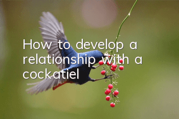 How to develop a relationship with a cockatiel