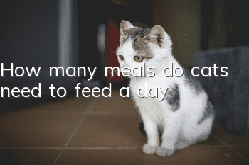 How many meals do cats need to feed a day?