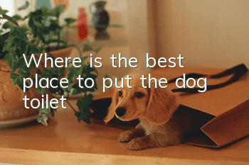 Where is the best place to put the dog toilet?