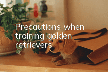 Precautions when training golden retrievers