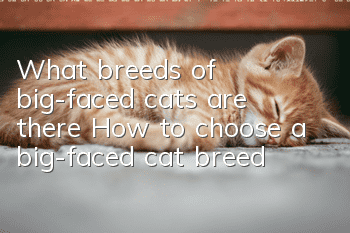 What breeds of big-faced cats are there? How to choose a big-faced cat breed!