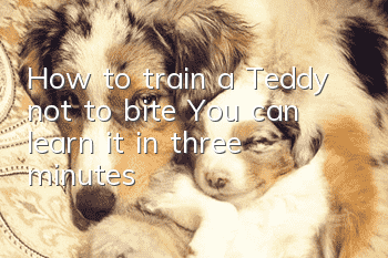 How to train a Teddy not to bite? You can learn it in three minutes!