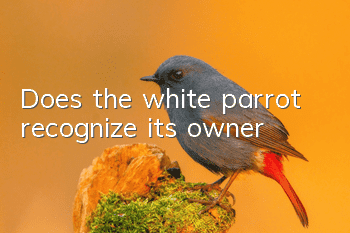 Does the white parrot recognize its owner?