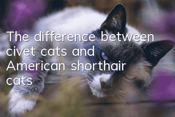 The difference between civet cats and American shorthair cats