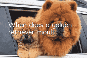 When does a golden retriever moult?