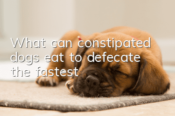 What can constipated dogs eat to defecate the fastest?