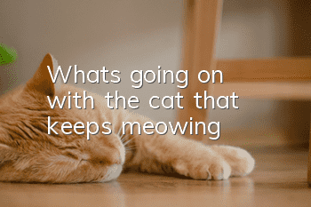 What's going on with the cat that keeps meowing?