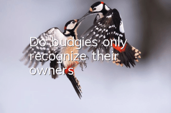 Do budgies only recognize their owners?