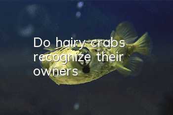 Do hairy crabs recognize their owners?