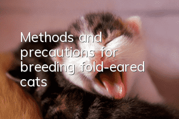 Methods and precautions for breeding fold-eared cats