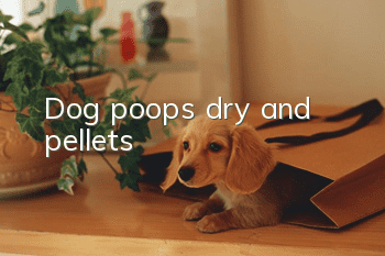 Dog poops dry and pellets