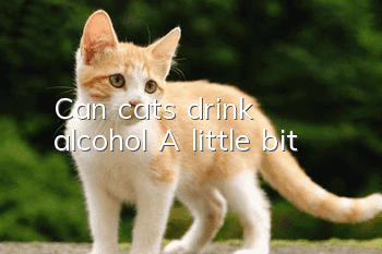 Can cats drink alcohol? A little bit