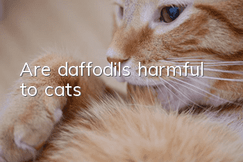 Are daffodils harmful to cats?