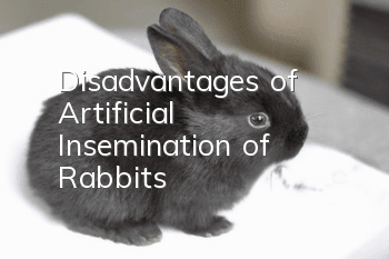 Disadvantages of Artificial Insemination of Rabbits