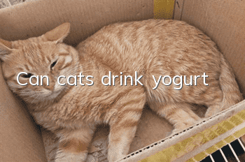 Can cats drink yogurt?