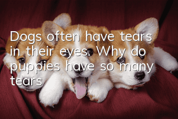 Dogs often have tears in their eyes. Why do puppies have so many tears?