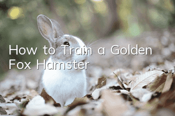 How to Train a Golden Fox Hamster