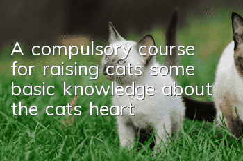 A compulsory course for raising cats: some basic knowledge about the cat’s heart!