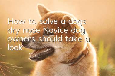 How to solve a dog’s dry nose? Novice dog owners should take a look!