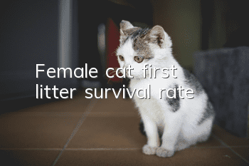 Female cat first litter survival rate