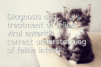 Diagnosis and treatment of feline viral enteritis, correct understanding of feline intestinal diseases!