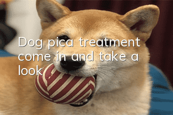 Dog pica treatment, come in and take a look!