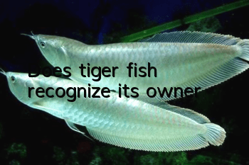 Does tiger fish recognize its owner?