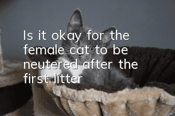 Is it okay for the female cat to be neutered after the first litter?