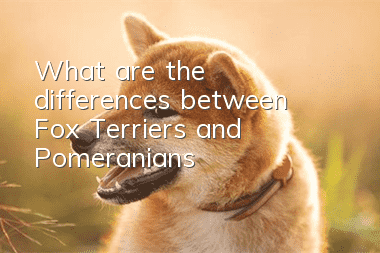 What are the differences between Fox Terriers and Pomeranians?