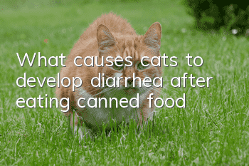 What causes cats to develop diarrhea after eating canned food?