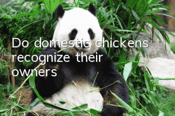 Do domestic chickens recognize their owners?