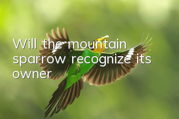 Will the mountain sparrow recognize its owner?