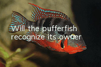 Will the pufferfish recognize its owner?