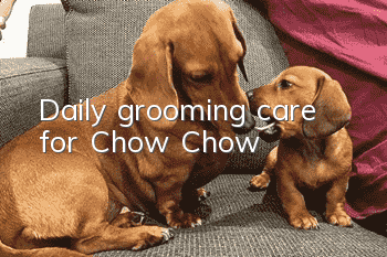 Daily grooming care for Chow Chow