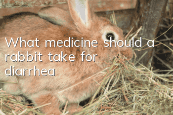 What medicine should a rabbit take for diarrhea?