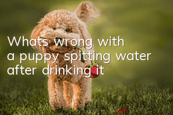 What's wrong with a puppy spitting water after drinking it?