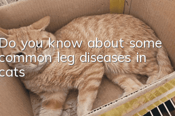 Do you know about some common leg diseases in cats?