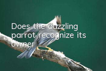 Does the dazzling parrot recognize its owner?