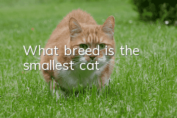 What breed is the smallest cat?