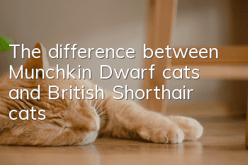 The difference between Munchkin Dwarf cats and British Shorthair cats