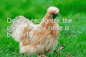 Do you recognize the owner if you raise a butterfly?