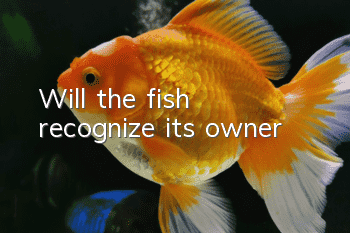 Will the fish recognize its owner?