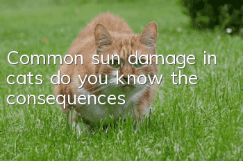 Common sun damage in cats, do you know the consequences?