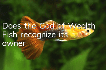 Does the God of Wealth Fish recognize its owner?