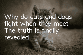 Why do cats and dogs fight when they meet? The truth is finally revealed!