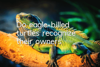 Do eagle-billed turtles recognize their owners?