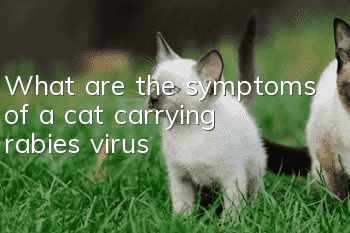 What are the symptoms of a cat carrying rabies virus?